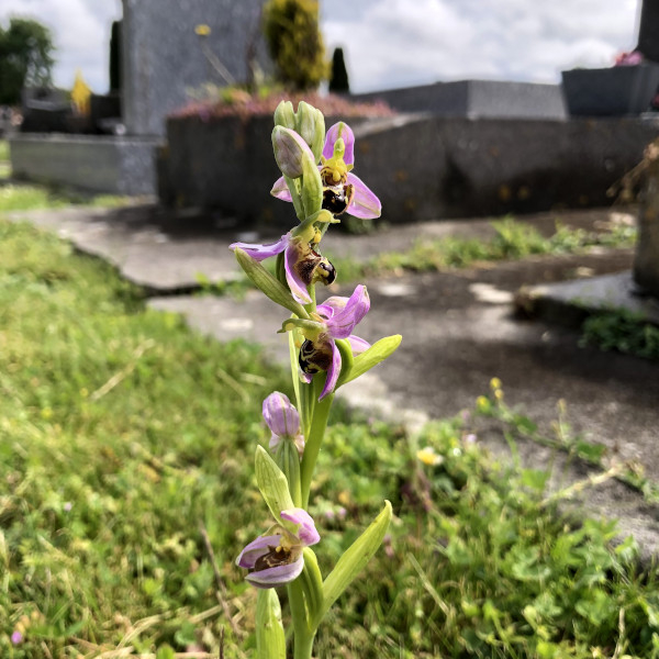Ophrys abeille (Ophrys apifera) dans un cimetière © Nicolas Macaire / LPO